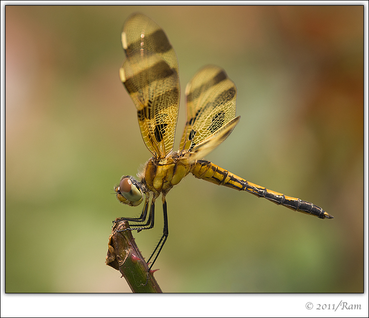 Halloween Pennant
