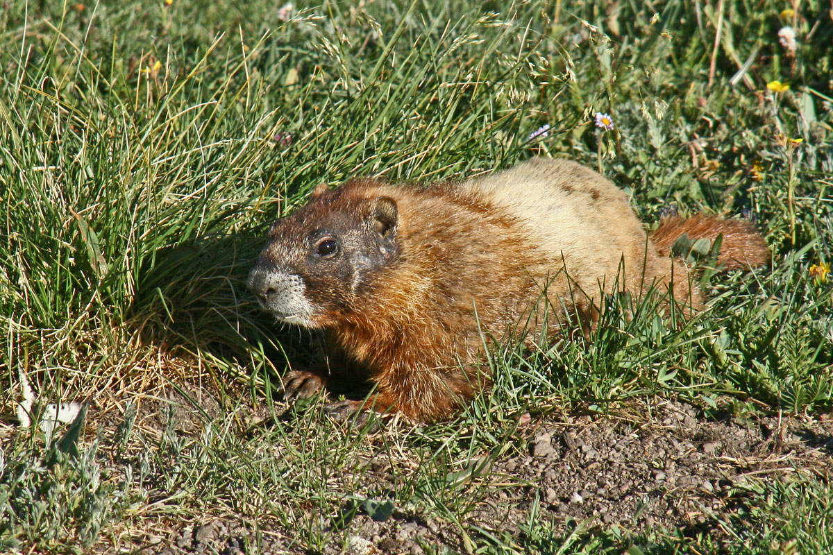 young YB marmot