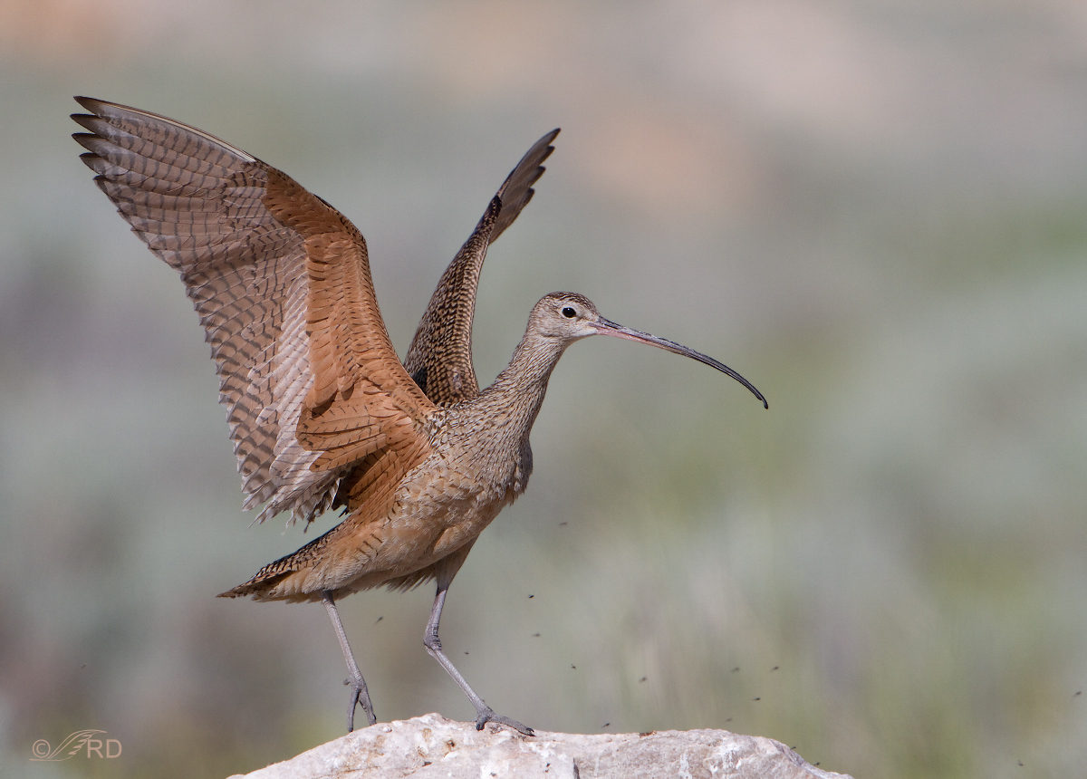 Long-billed Curlew