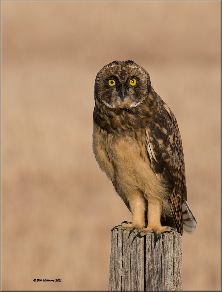 Juvie SEO - Lifer
