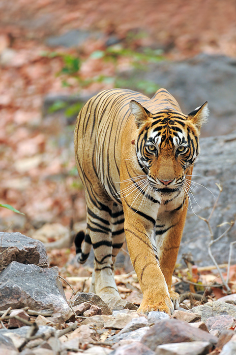 The Tigress