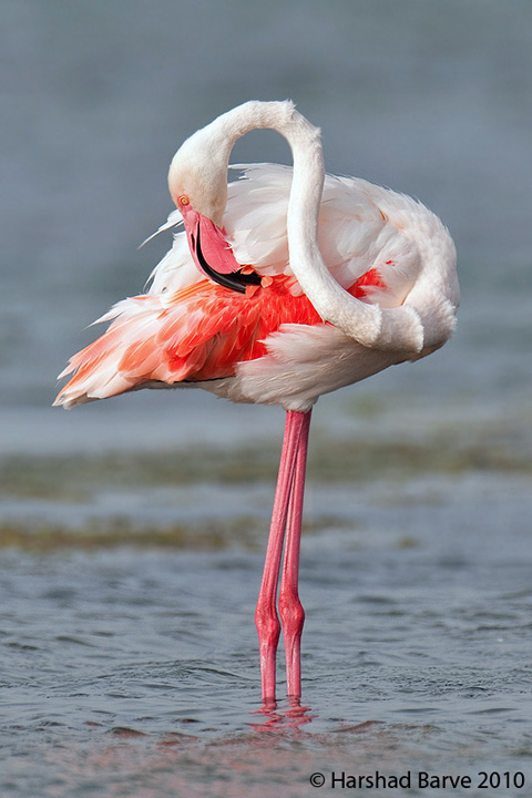 Greater Flamingo