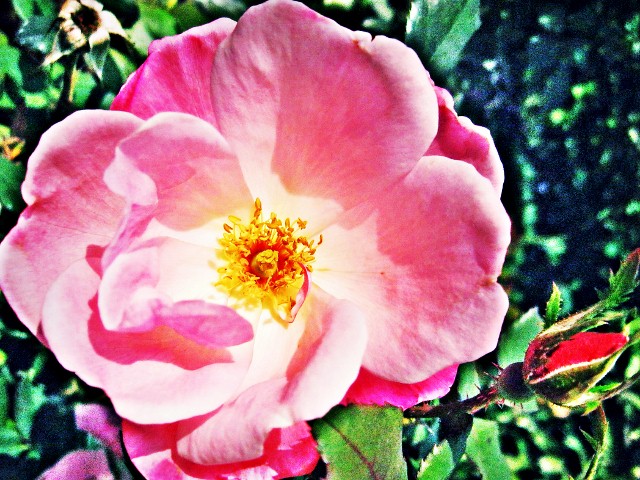 Bud and Bloom