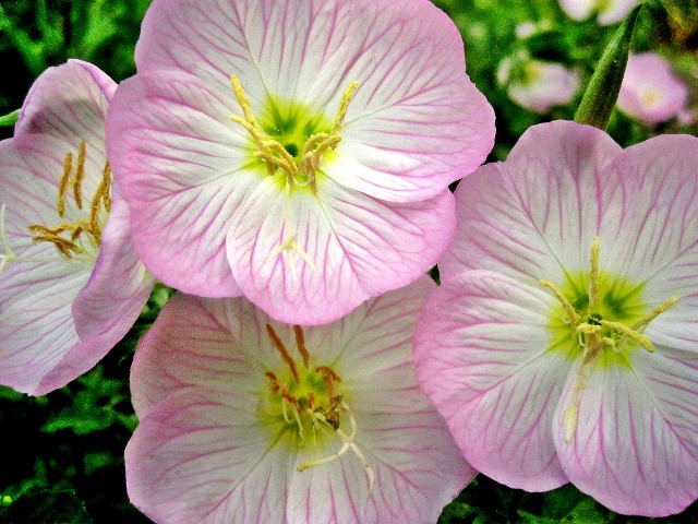 SoftPink Glow