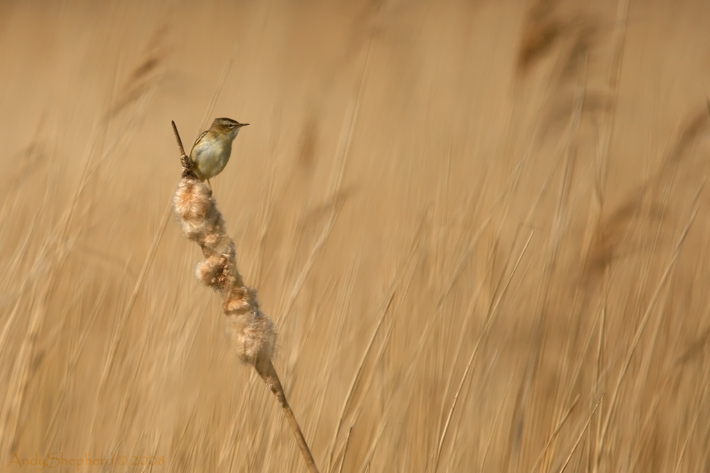 Sedge Warbler