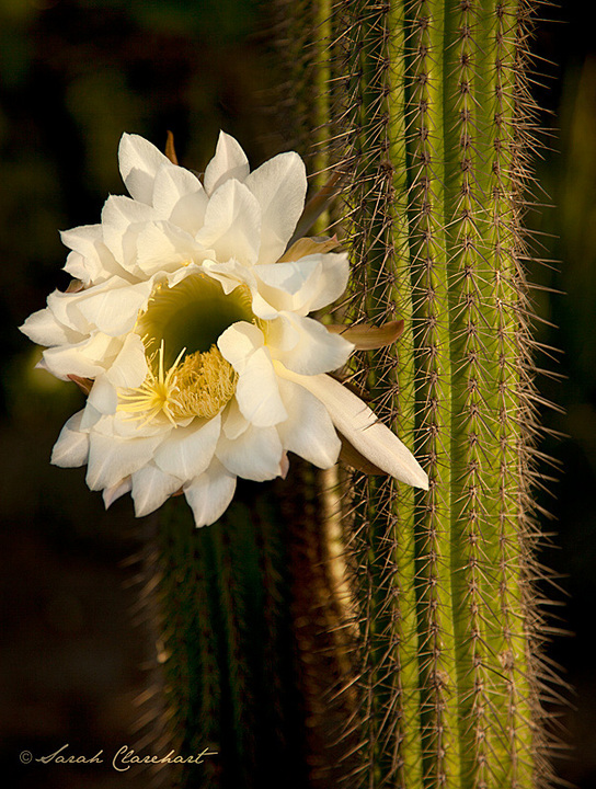 Pipe Organ Cactus Bloom