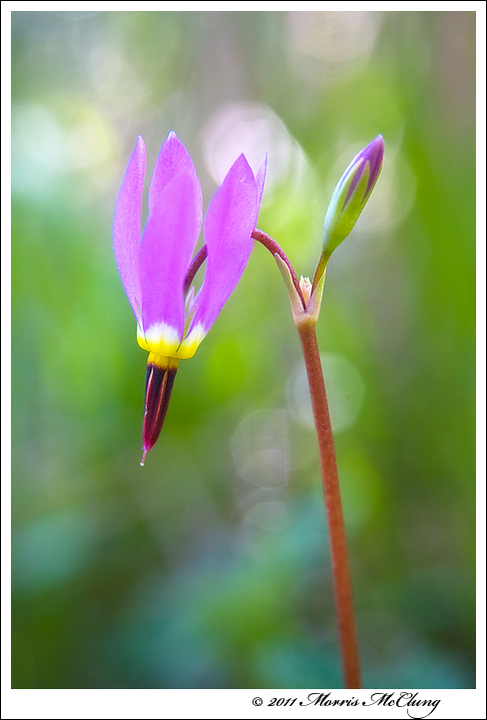 Shooting Star