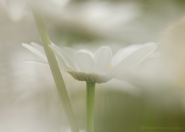 White Glow