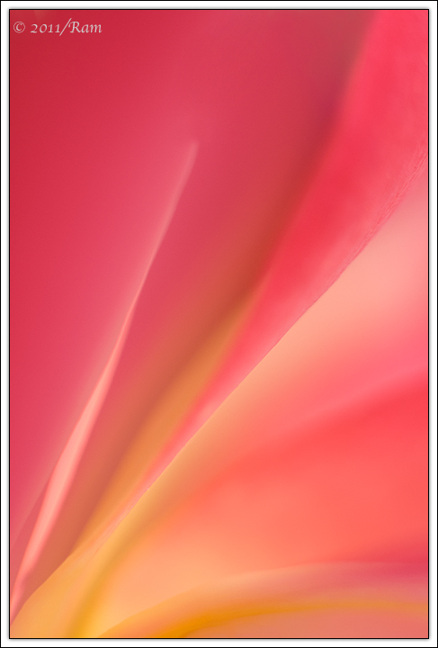 Rose Abstract