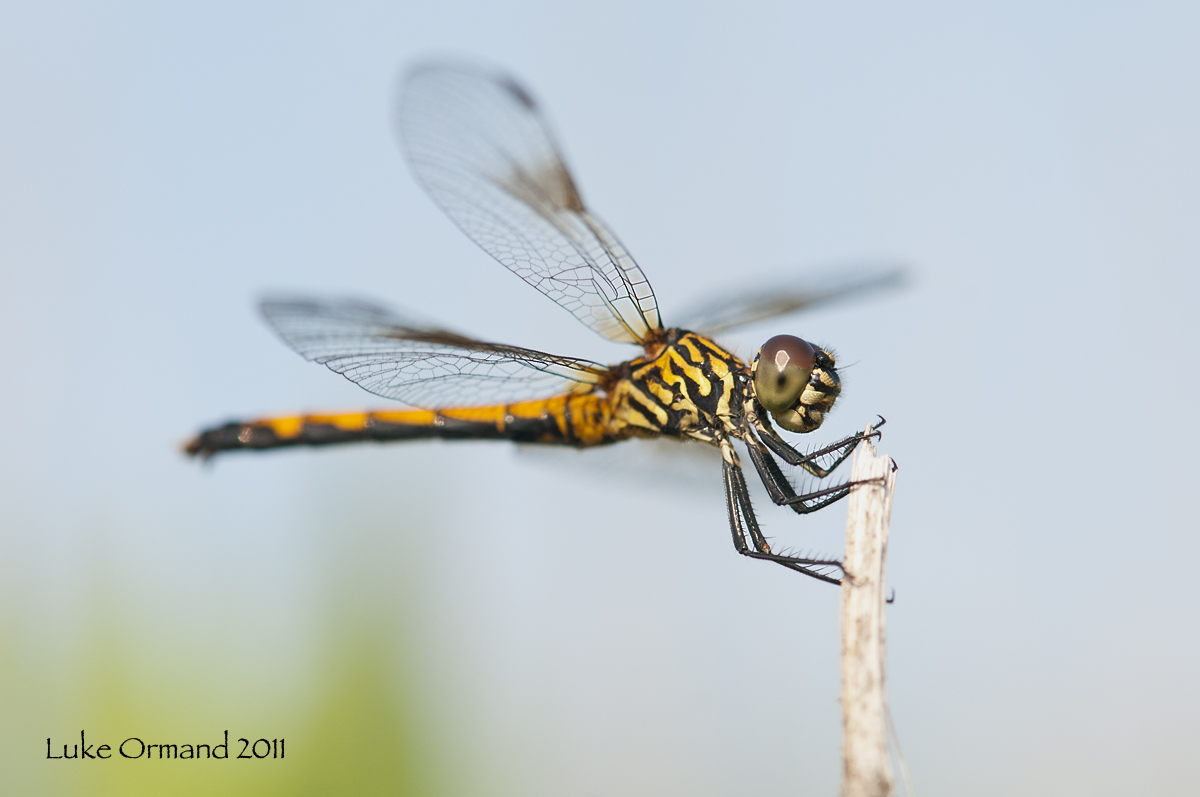 Seaside Dragonlet