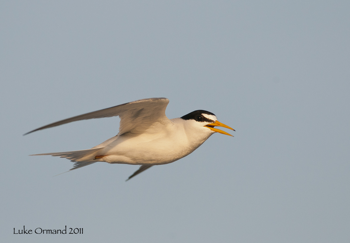 Flying Least Tern