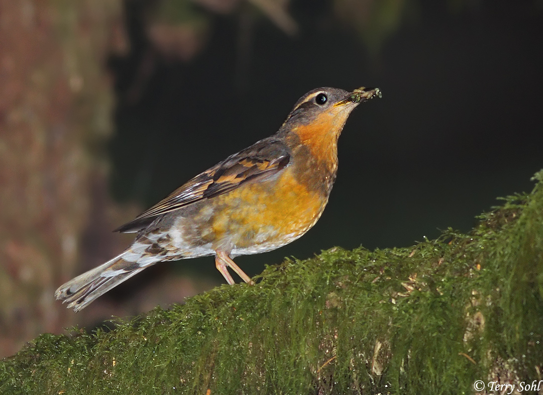 Nighttime Birding