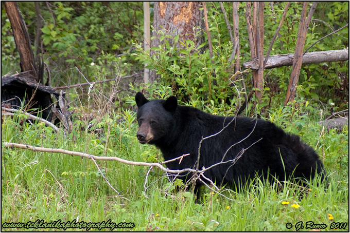 Bear & Branch