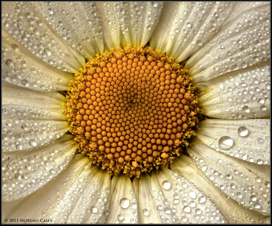 A Daisy's Eye