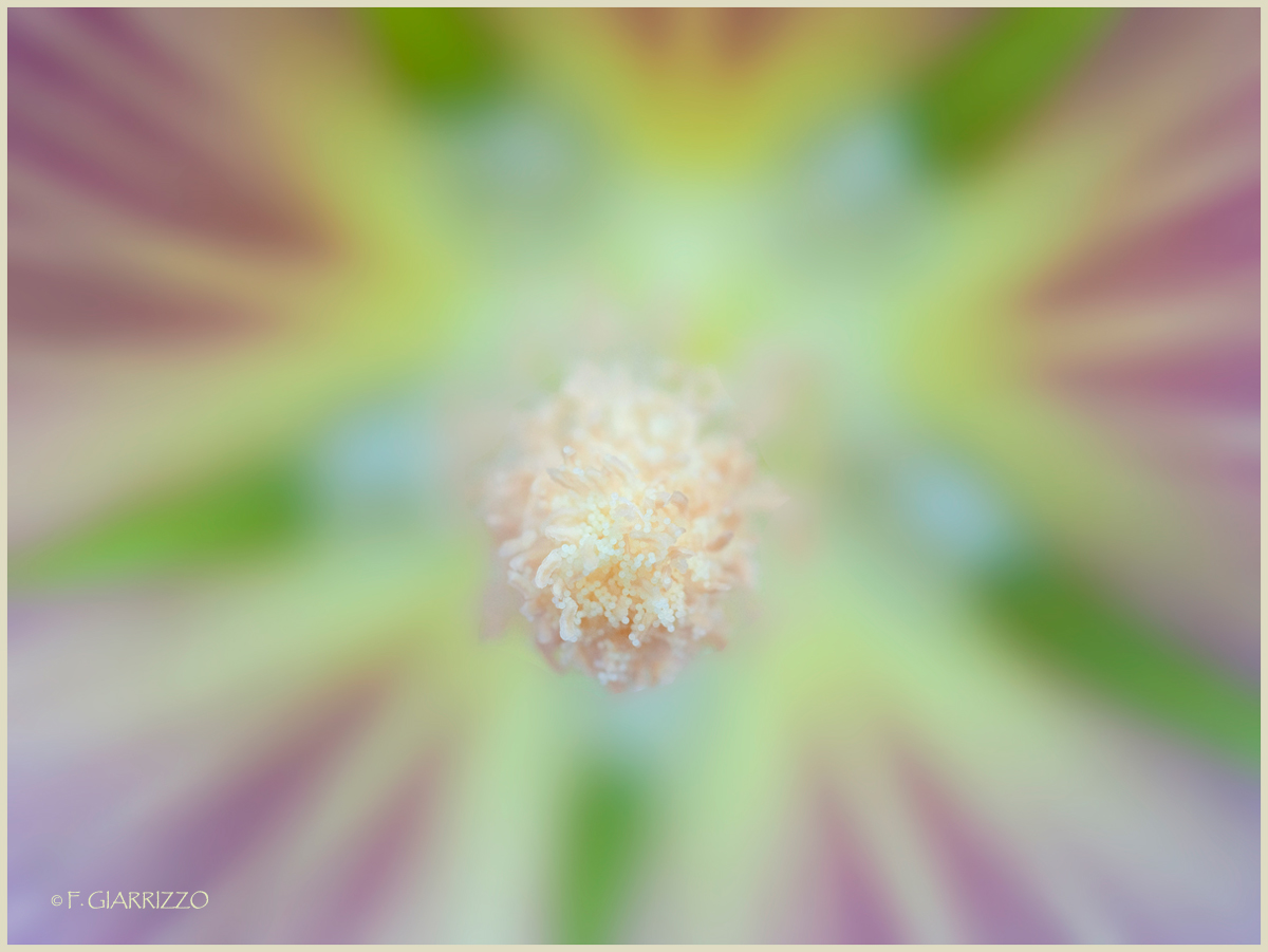 Althea 2