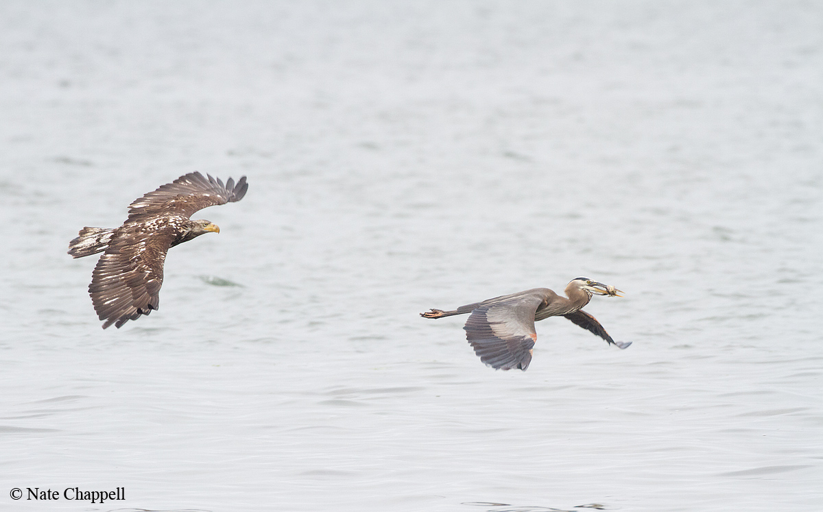 Eagle Chasing Heron