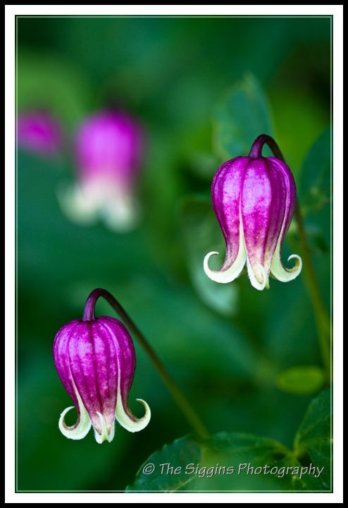 Leathervine