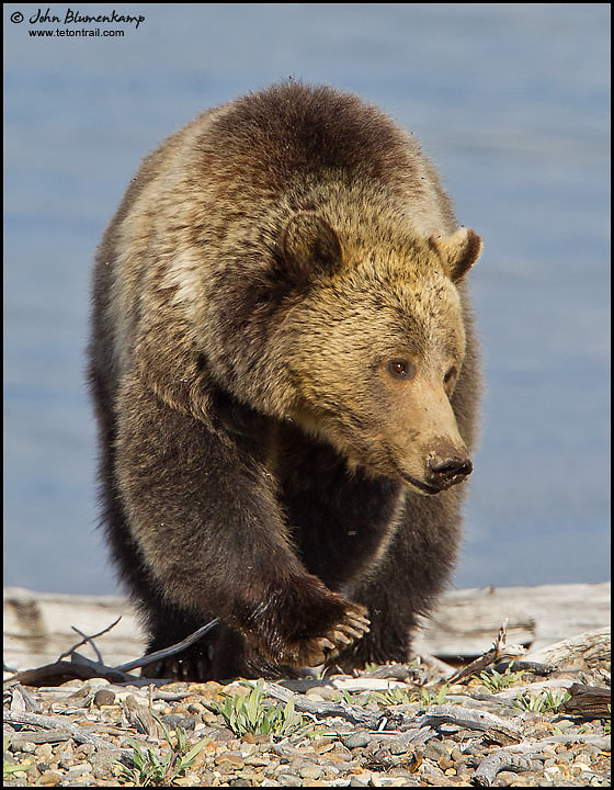 Grizzly