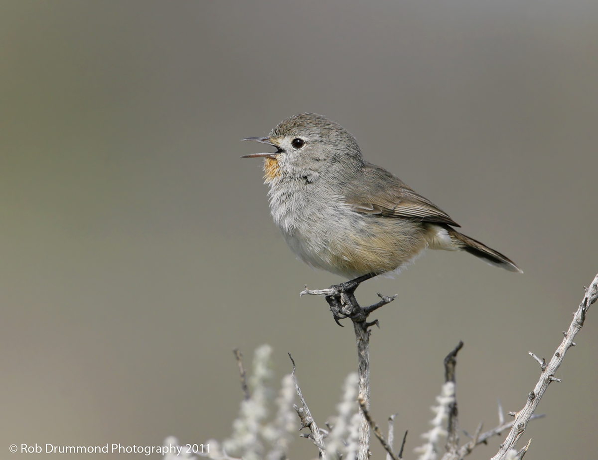 Redthroat