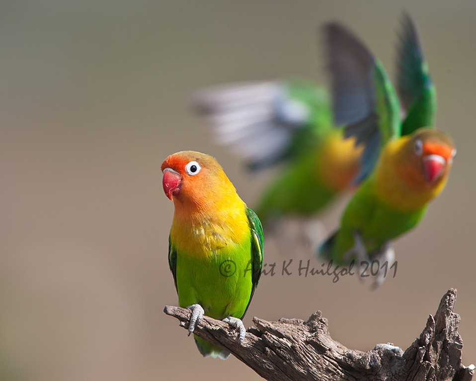 Fischer's Lovebird