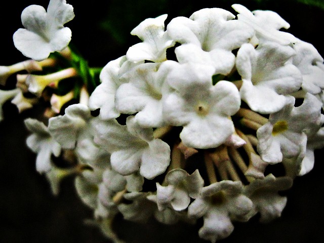 White Lantana