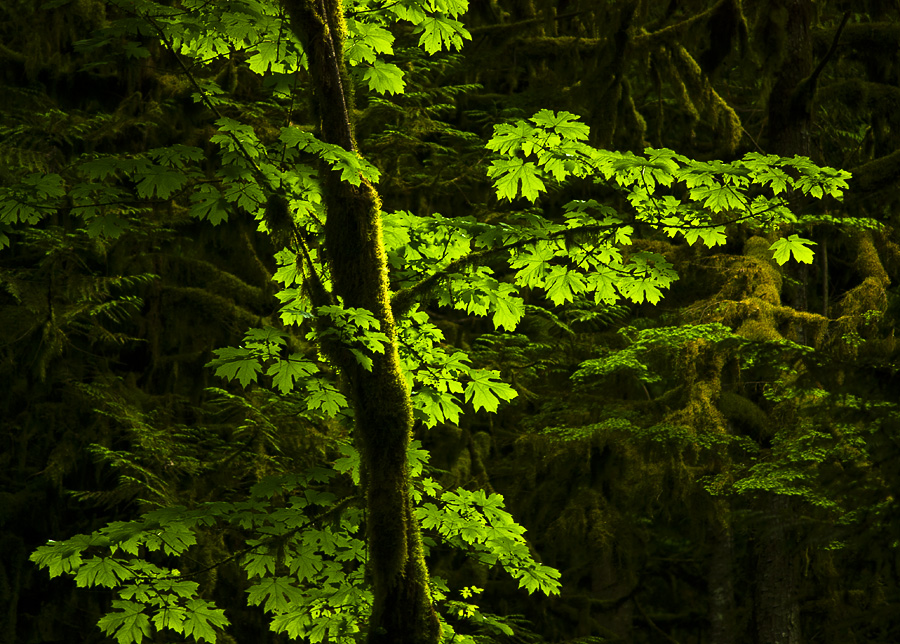 Side Lit Maple