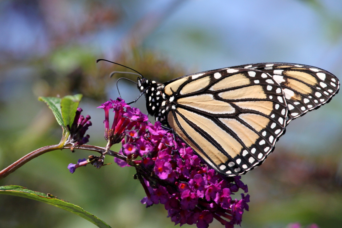 Monarch Butterfly