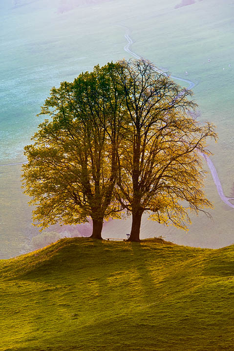Twin Trees