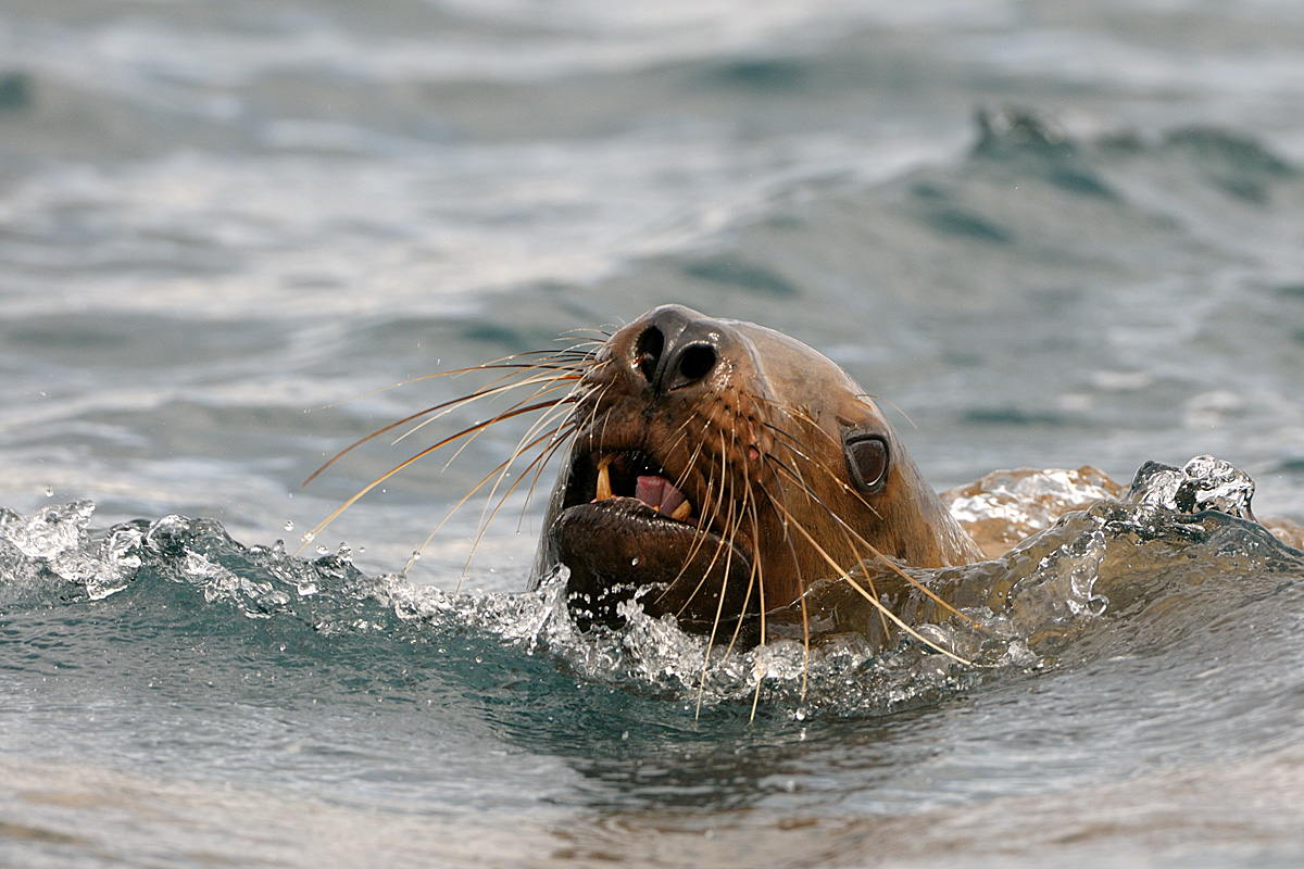 StellerSea Lion