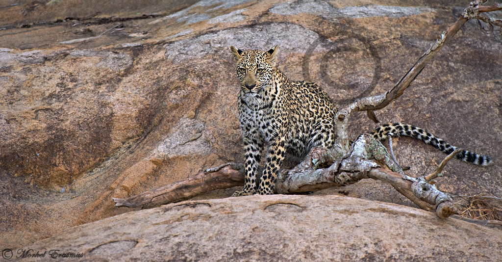 The Leopard Rocks