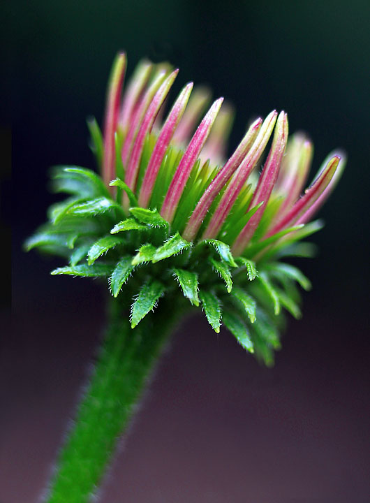 young Echinacea