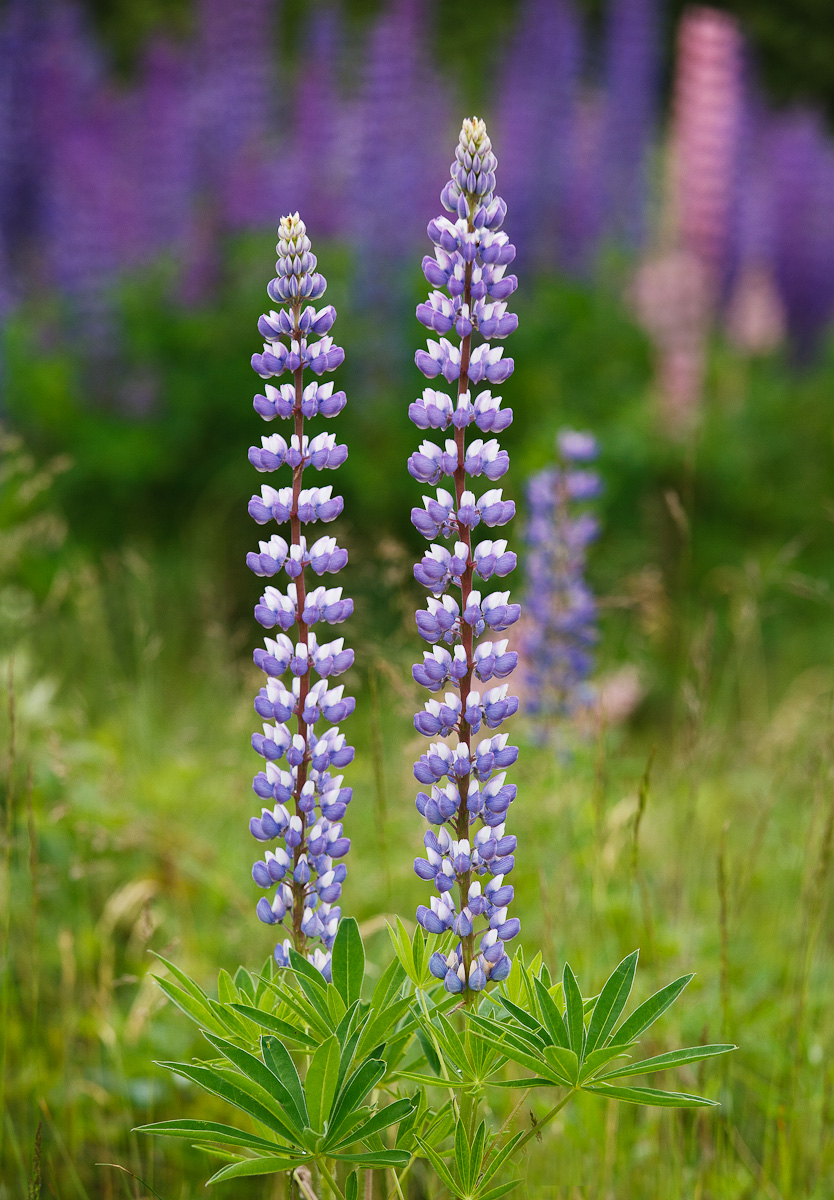 Lovely Lupines