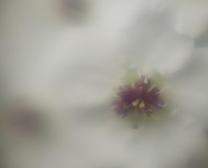 Pear Flower-Lensbaby + reposts