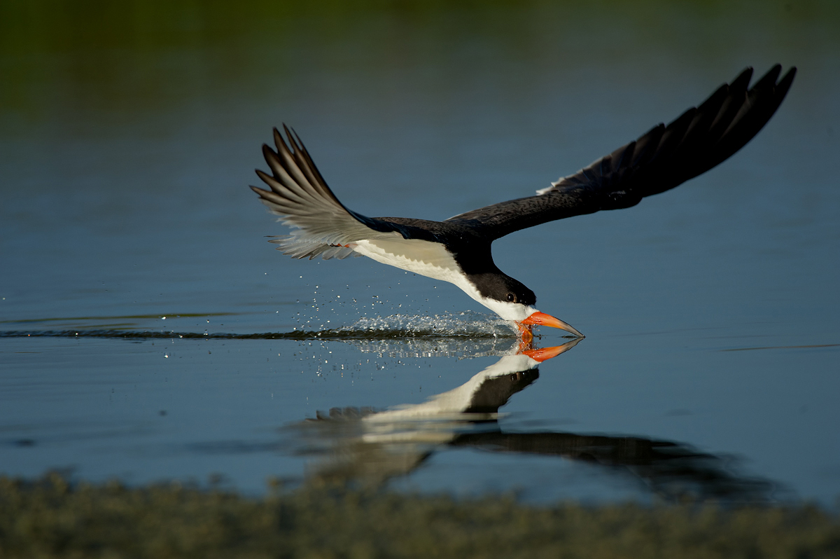 Black Skimmer
