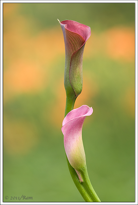 Double Calla