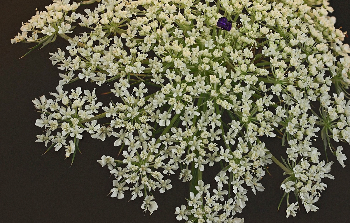 Queen Ann's Lace