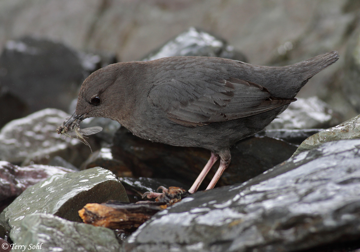American Dipper w/breakfast