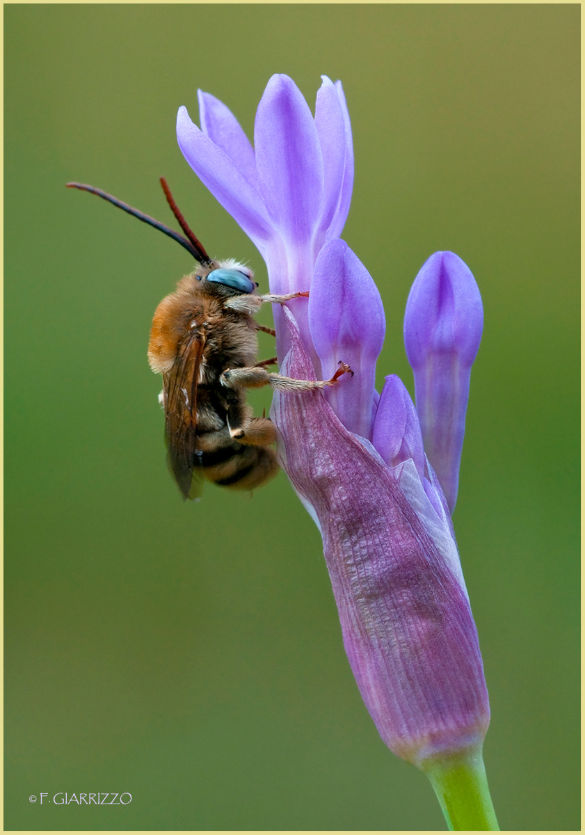 Solitary bee