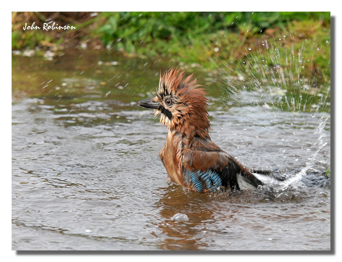 Wet jay