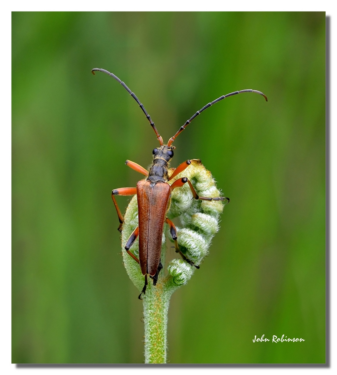 Longhorn beetle