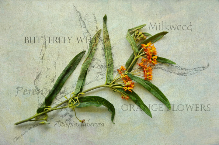 Milkweed - Challenge-Repost