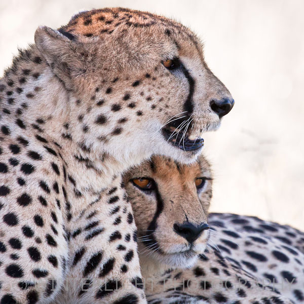Cheetah Brothers