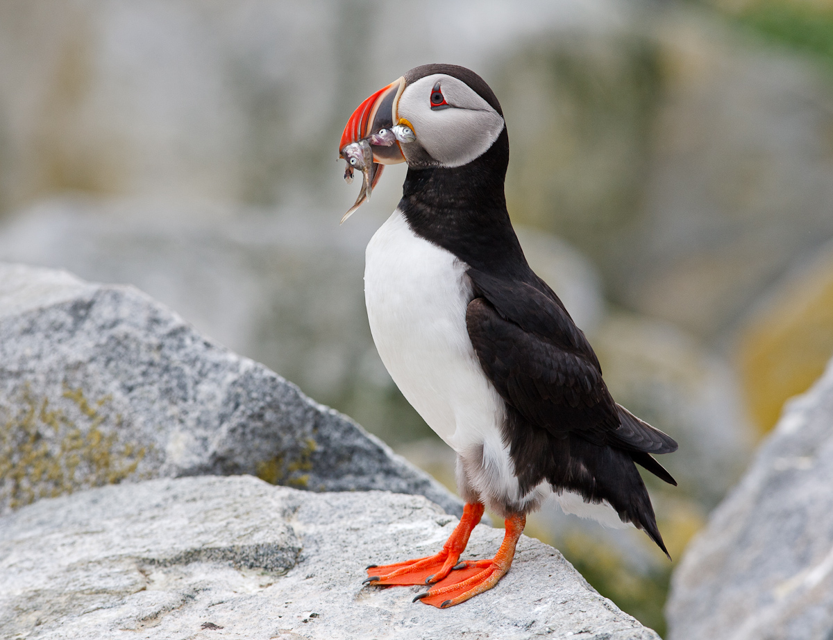 Atlantic Puffin