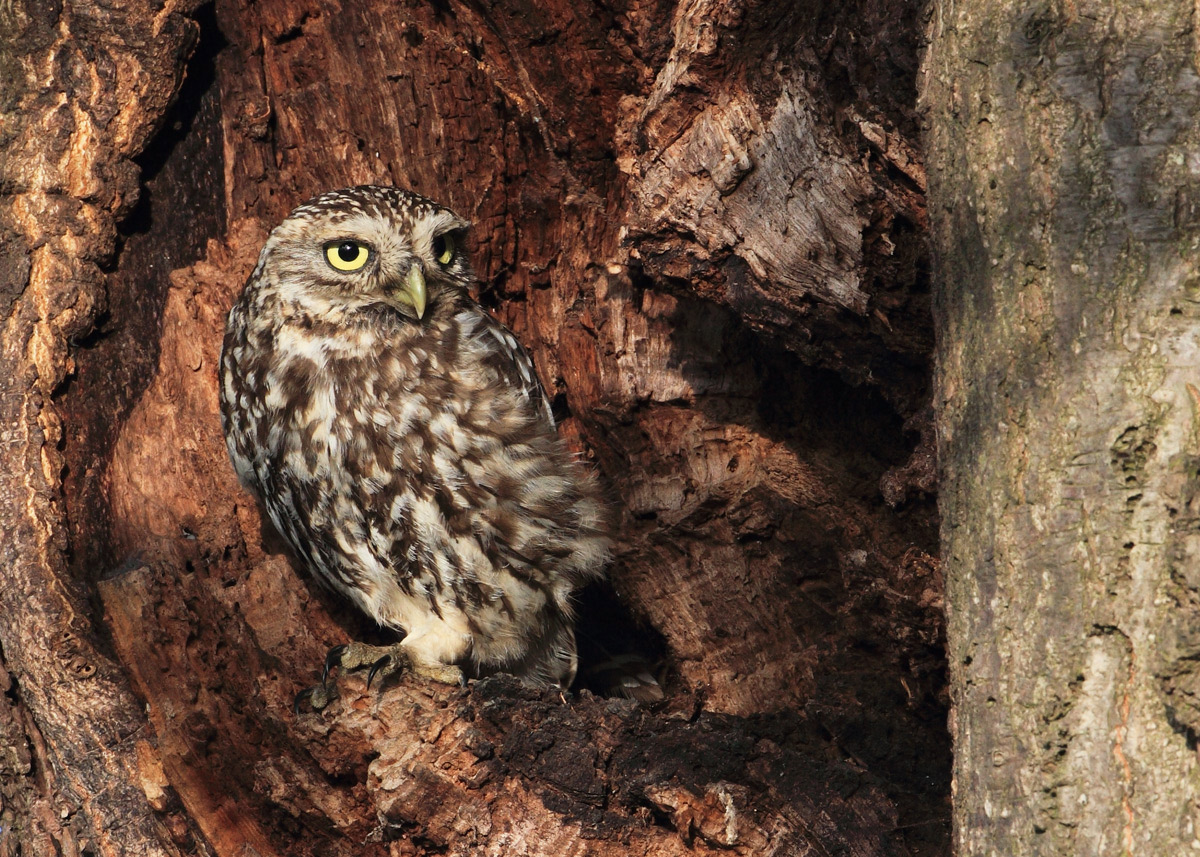 Little Owl