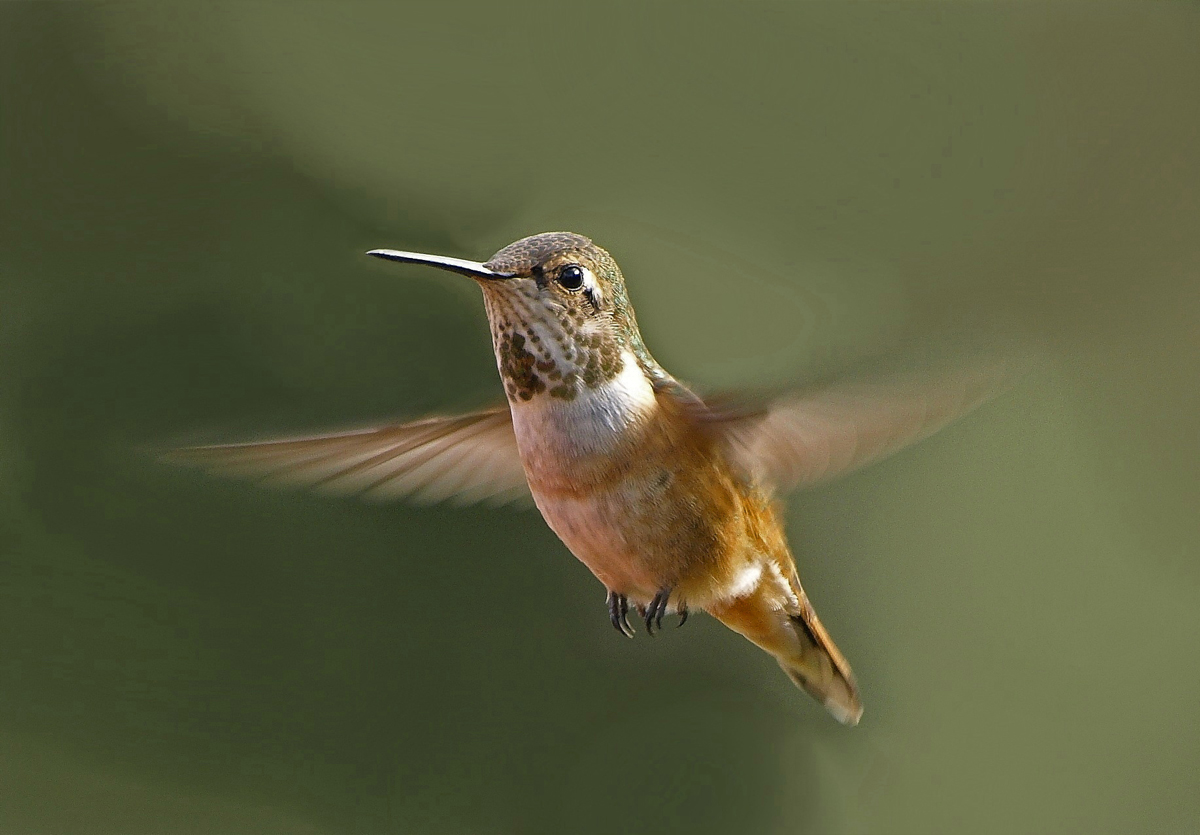 Rufous Hummingbird, feml