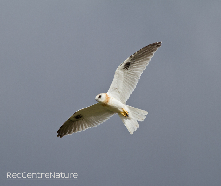 Black-shouldered kite