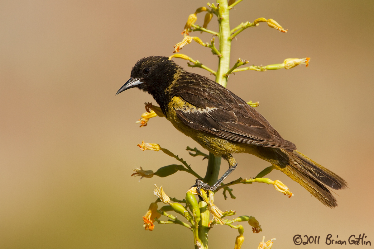 Scott's Oriole