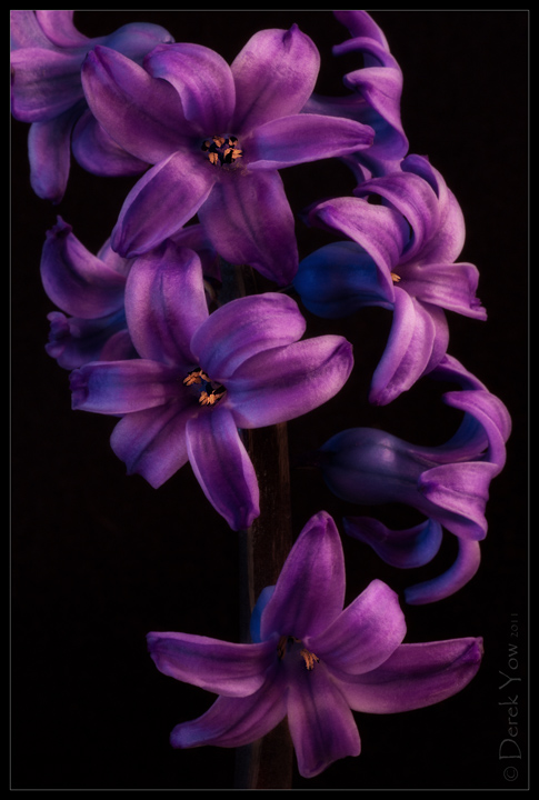 Hyacinth