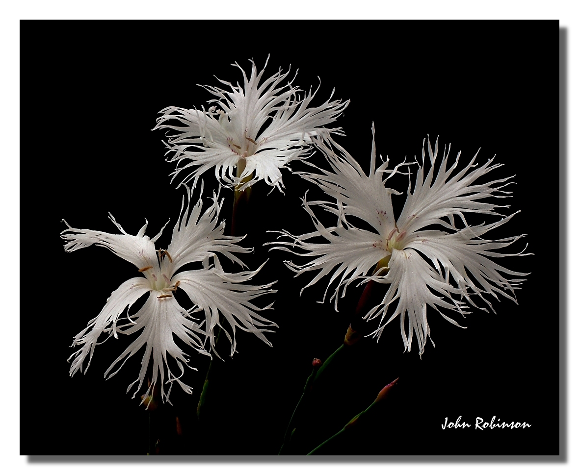 Dianthus + brightening+highkey
