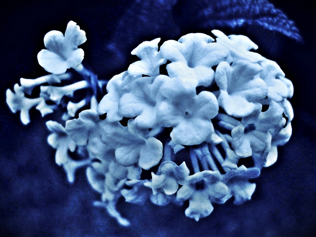 White Lantanna